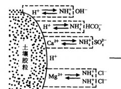 施用碳酸氫銨為什么要強(qiáng)調(diào)深施覆土？