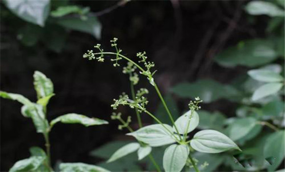 茜草選購與儲存茜草指南