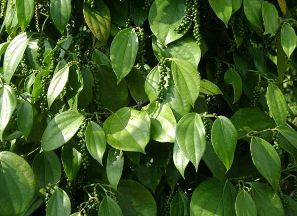 蔬菜種植技術