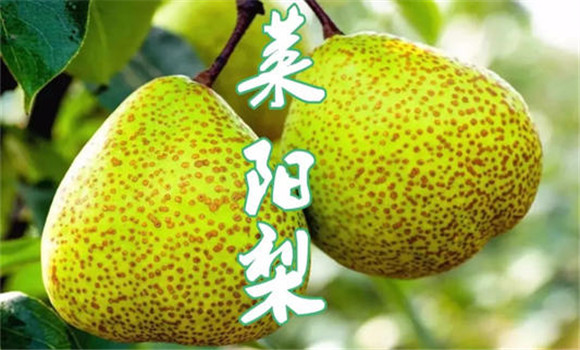 萊陽(yáng)梨簡(jiǎn)介