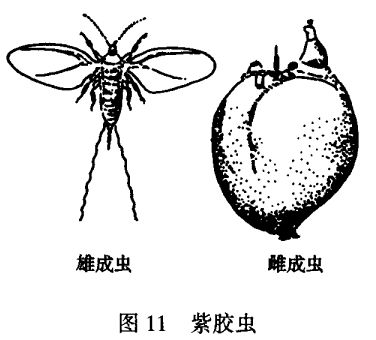 紫膠蟲(chóng)飼養(yǎng)方法