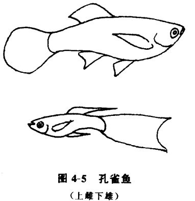 怎樣養(yǎng)孔雀魚？