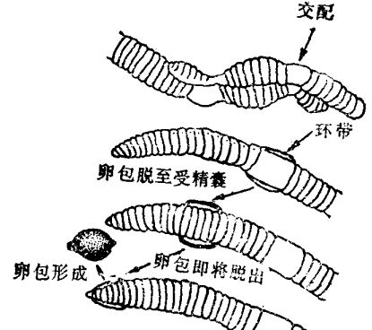 蚯蚓飼養(yǎng)管理技術(shù)