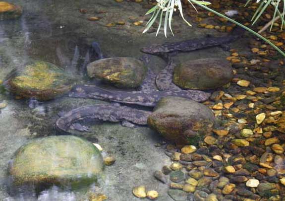 娃娃魚(yú)受精卵孵化過(guò)程中的注意事項(xiàng)