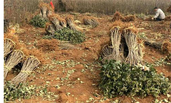 蘋(píng)果樹(shù)種植的園地選擇