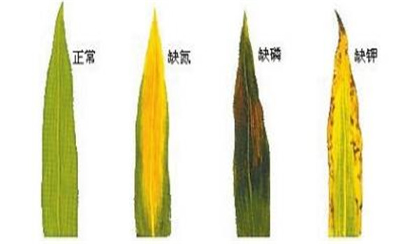 植物缺氮、磷、鉀元素時(shí)各有什么癥狀