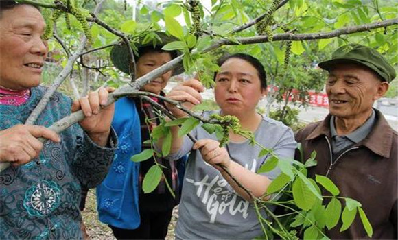 核桃樹疏花的方法