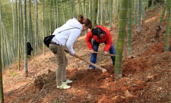 竹筍的種植和管理技術(shù)要點