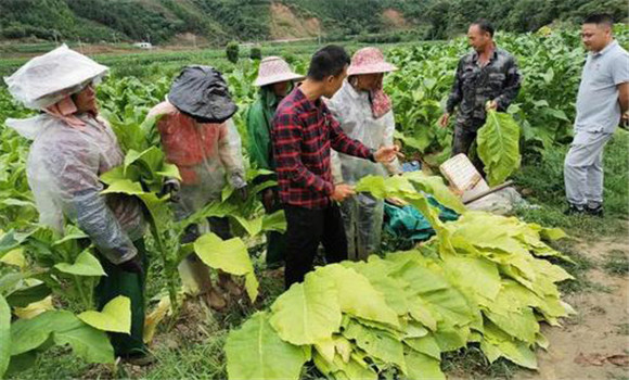 煙葉采收時間和方法