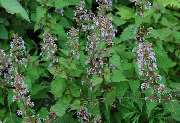 荊芥種植技術(shù)