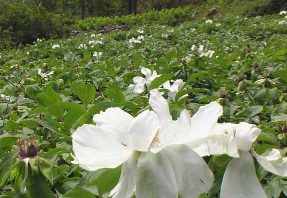 中藥材種植技術