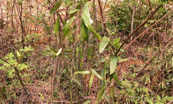 茯苓對生長環(huán)境的要求