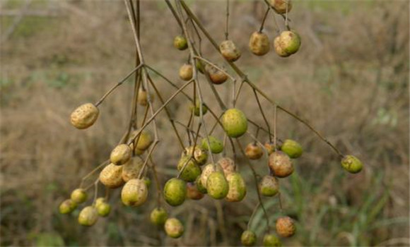 楝樹(shù)的采種與催芽方法