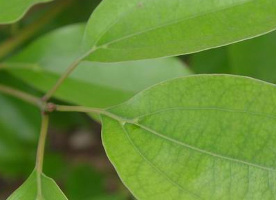 茶葉種植技術