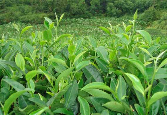 茶樹(shù)種植方法