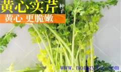 西芹的品種有哪些 西洋芹的類型與品種簡介