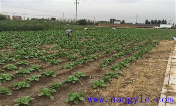 大白菜的間苗、除草