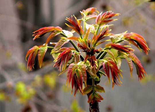 香椿種植技術