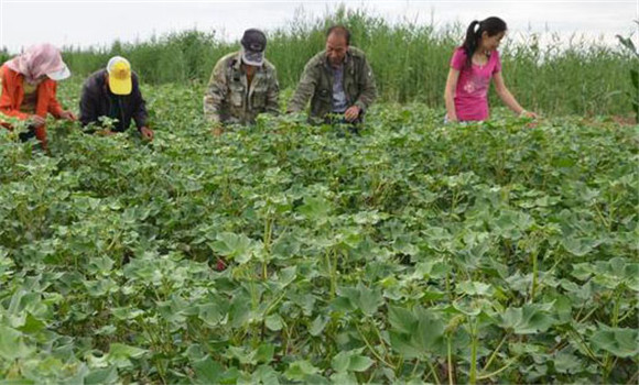 大豆摘心控苗技術