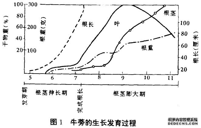 牛蒡種植技術