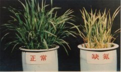 氮、磷、鉀對(duì)植物的作用分別是什么