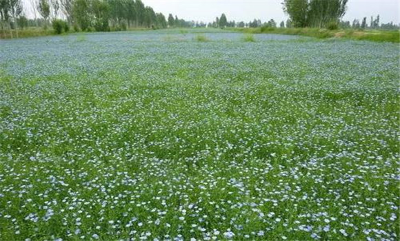 胡麻種植技術(shù)要點(diǎn)