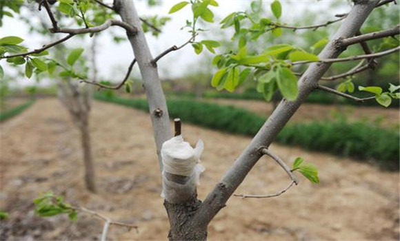 柿樹什么時(shí)候嫁接