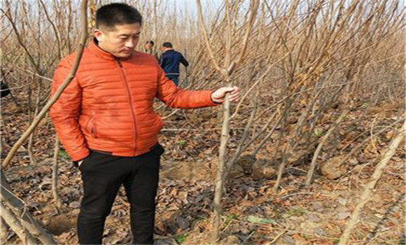 柿樹(shù)種植方法