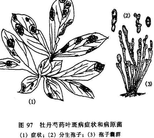 芍藥病蟲害防治技術(shù)