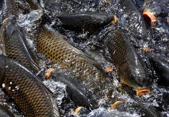 鯉魚(yú)養(yǎng)殖飼料配方