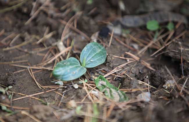 南瓜種植技術(shù)