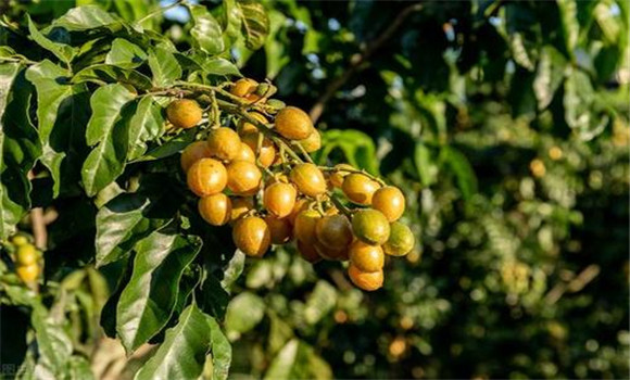 黃皮如何疏花、疏果、保果