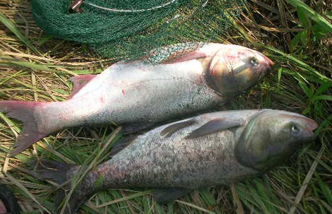 鰱魚(yú)釣法