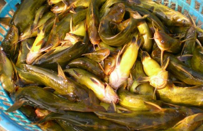 黃顙魚(yú)飼養(yǎng)方法