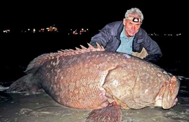 石斑魚是海水魚還是淡水魚