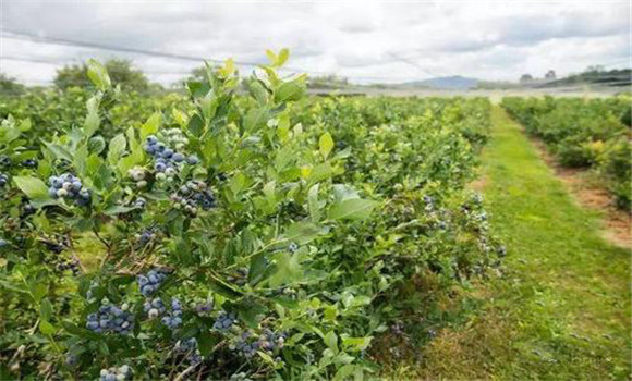 藍(lán)莓種植密度如何掌握