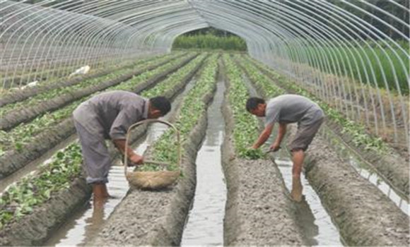 草莓在什么時(shí)期栽種好