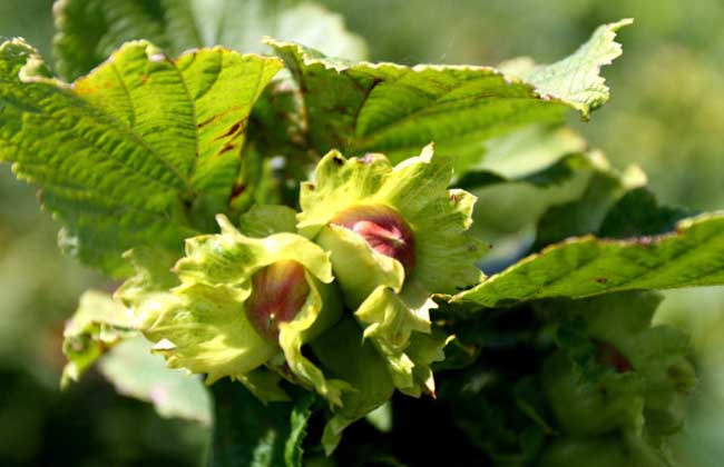 榛子種植技術(shù)