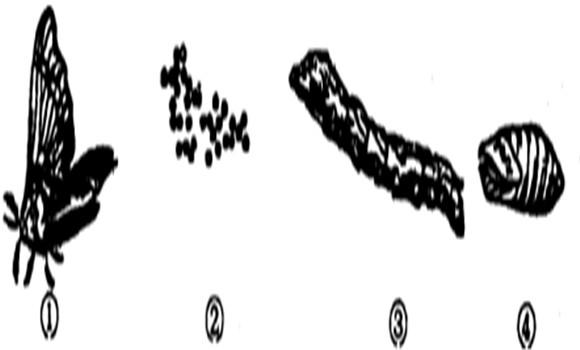菜粉蝶的發(fā)育過(guò)程