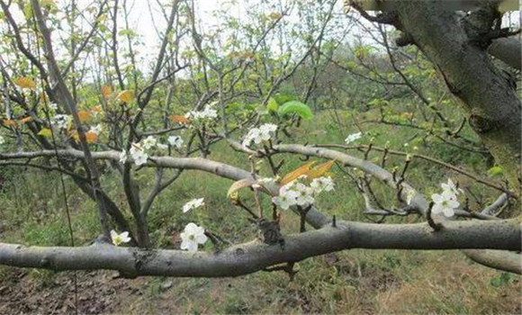 成年果樹夏、秋季開花的原因