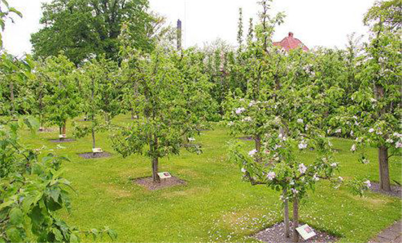 防止夏、秋季開花的措施