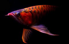 紅龍魚(yú)怎么才能養(yǎng)好？紅龍魚(yú)的正確飼養(yǎng)方法