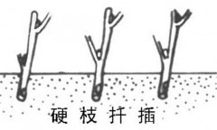 如何繁殖黑豆果 黑豆果硬枝扦插、綠枝扦插方法