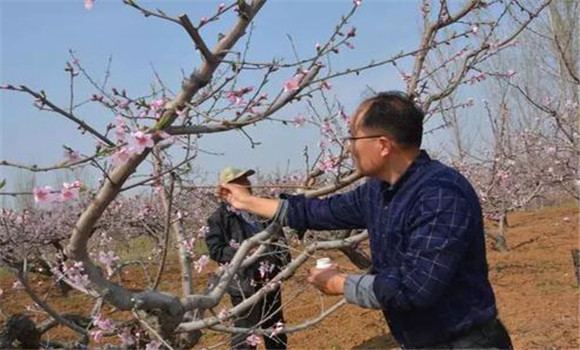 桃樹(shù)的正常受粉