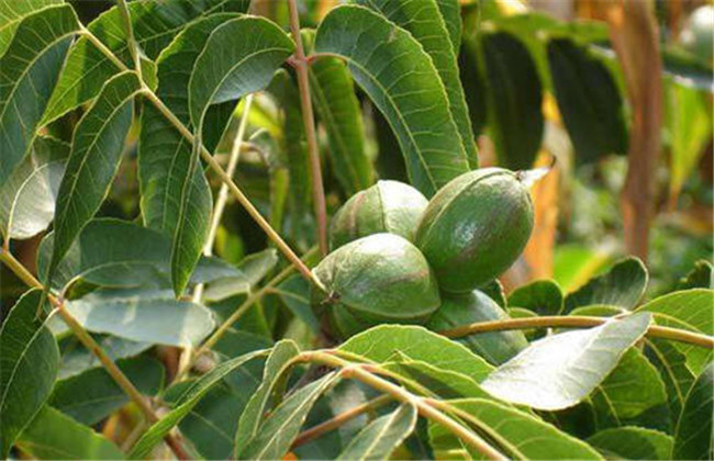 碧根果種植條件需求