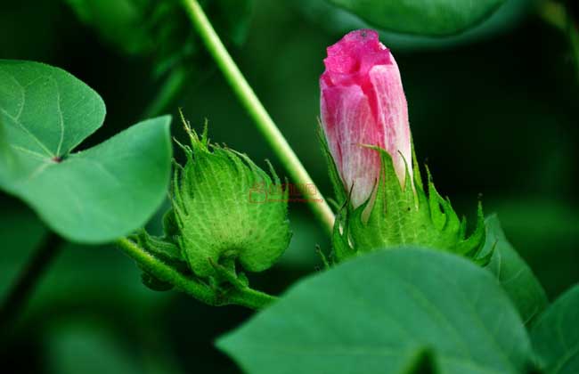 棉花生長(zhǎng)的土壤條件