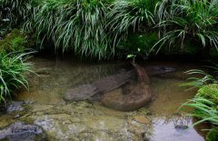 吃娃娃魚(yú)犯法嗎？