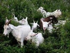 肉羊飼養(yǎng)周期是多少天 肉羊飼養(yǎng)管理技術(shù)要點