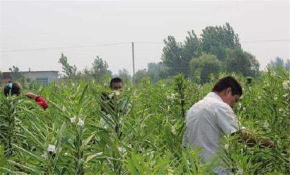 芝麻青枯病的防治方法