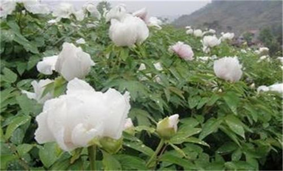 白芍種植技術(shù)、方法與主要步驟